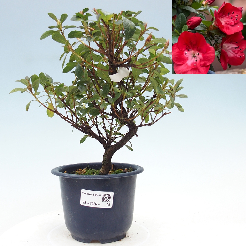 Bonsai da esterno - Azalea giapponese - Azalea Benibeni