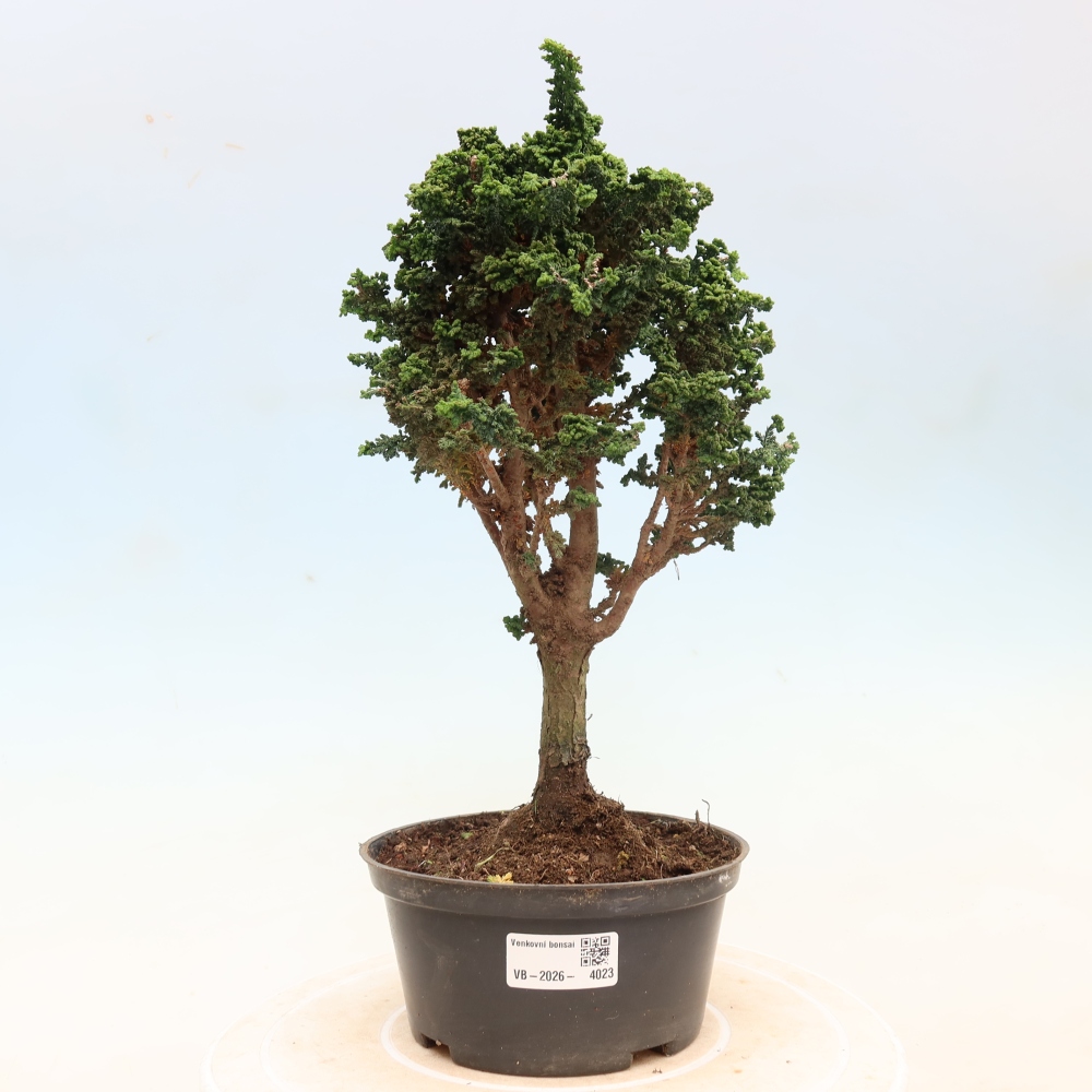 Bonsai da esterno - Cham. obtusa SEKKA HINOKI - Cipresso