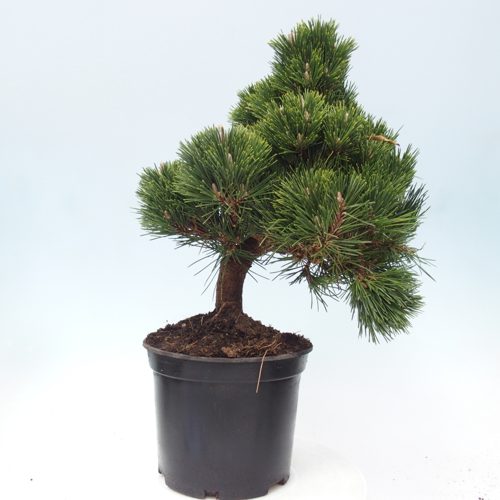 Bonsai da esterno - Pinus thunbergii senjyumaru - Pino di Thunberg
