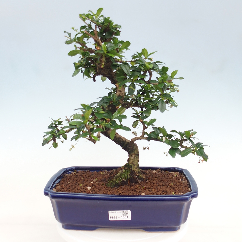 Camera bonsai - Carmona macrophylla - Tea fuki