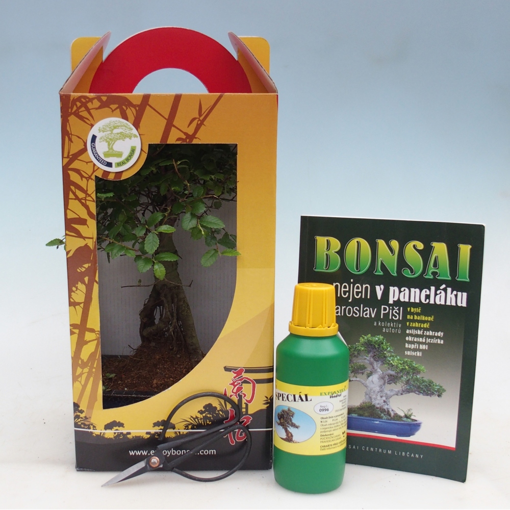 Ulmus parvifolia - olmo cinese