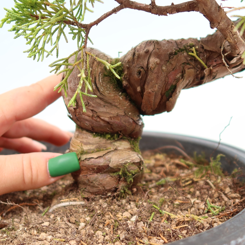 Bonsai da esterno - Juniperus chinensis Itoigawa-Juniperus chinensis