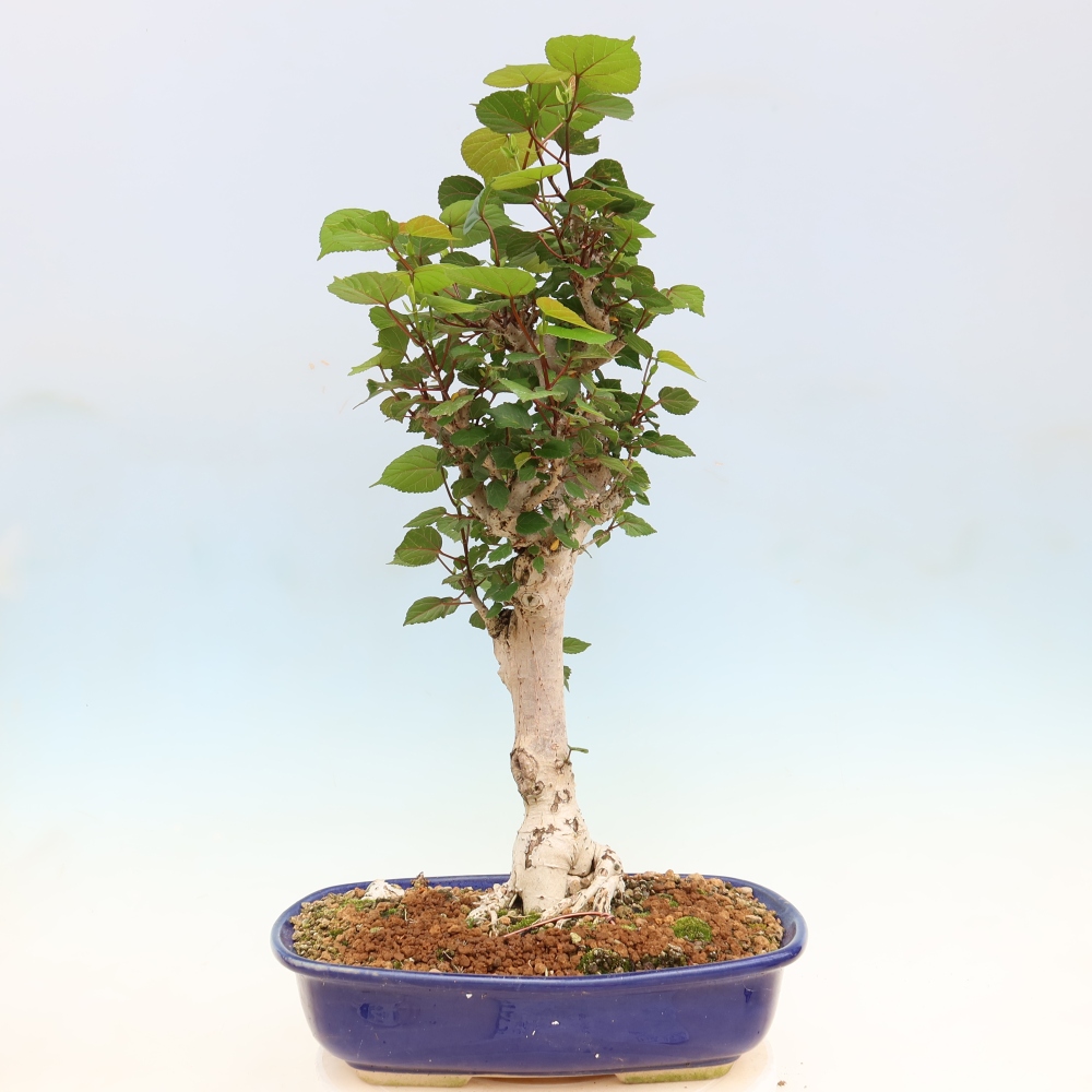 Bonsai da interno - Hibiscus tiliaceus - Ibisco marino