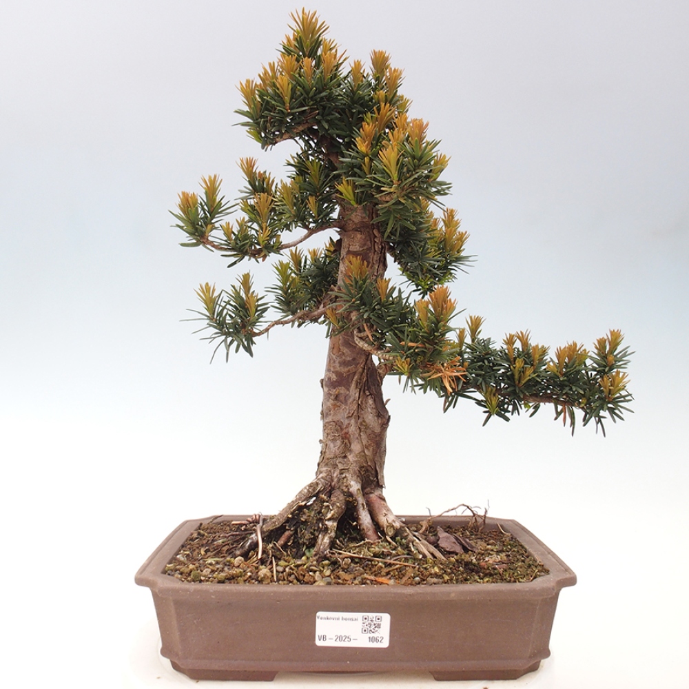 Bonsai da esterno - Taxus cuspidata - Tasso giapponese