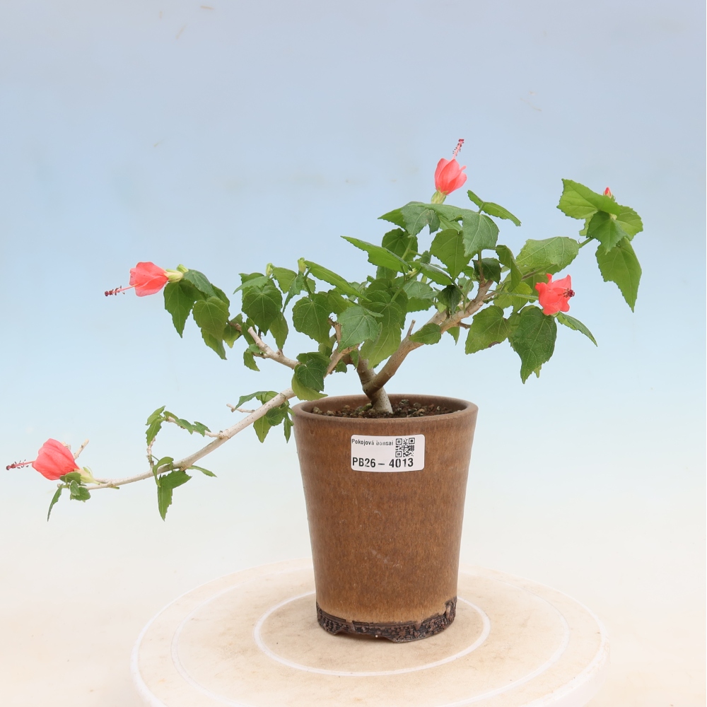 Bonsai da interno - Malvaviscus arboreus