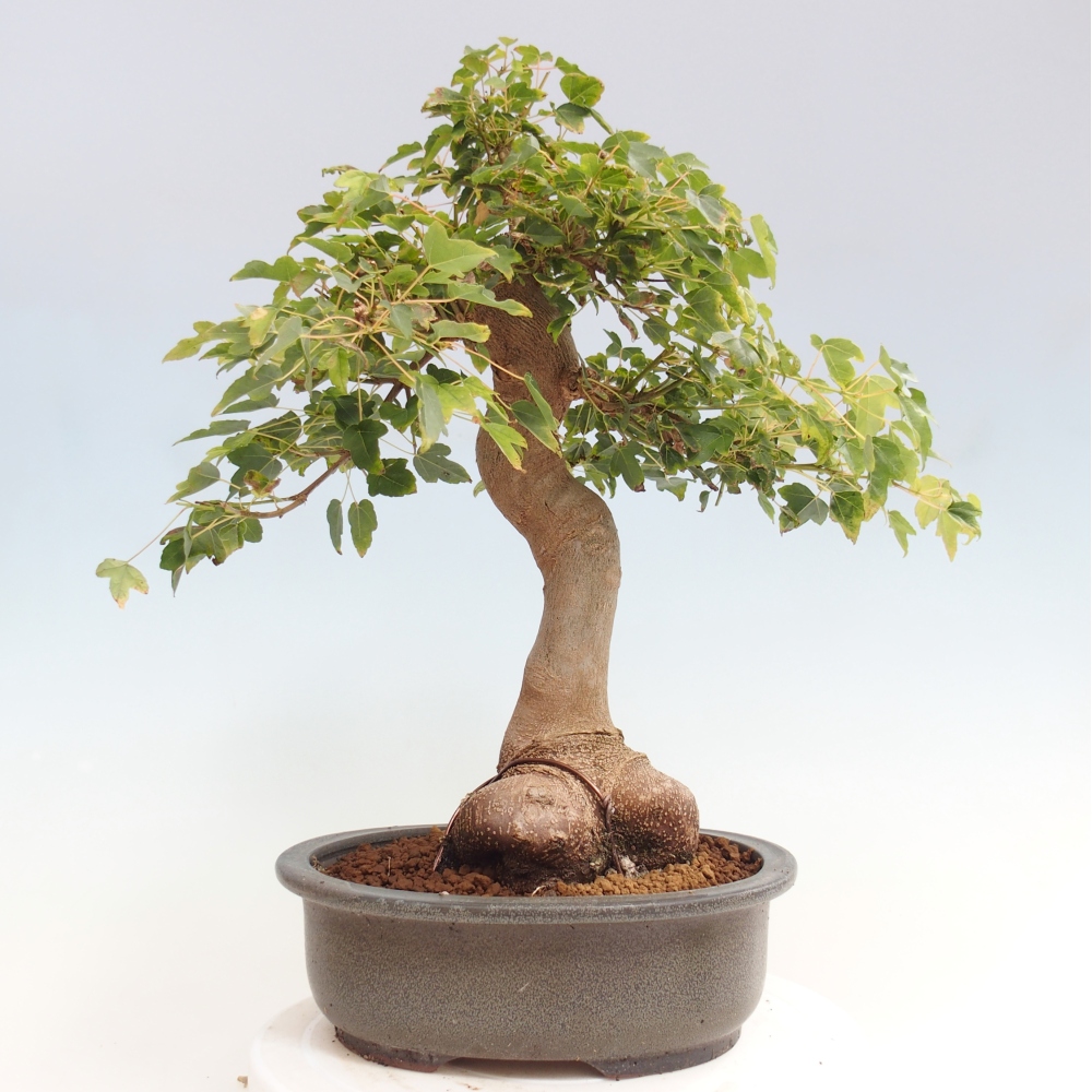 Bonsai da esterno - Acer Buergerianum - Acero di Burger