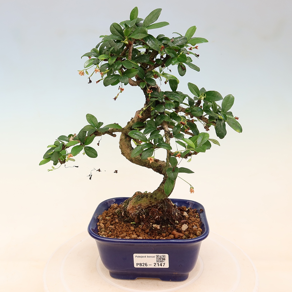 Camera bonsai - Carmona macrophylla - Tea fuki