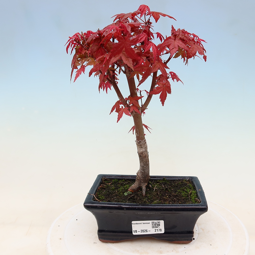 Bonsai da esterno - Acer palmatum DESHOJO