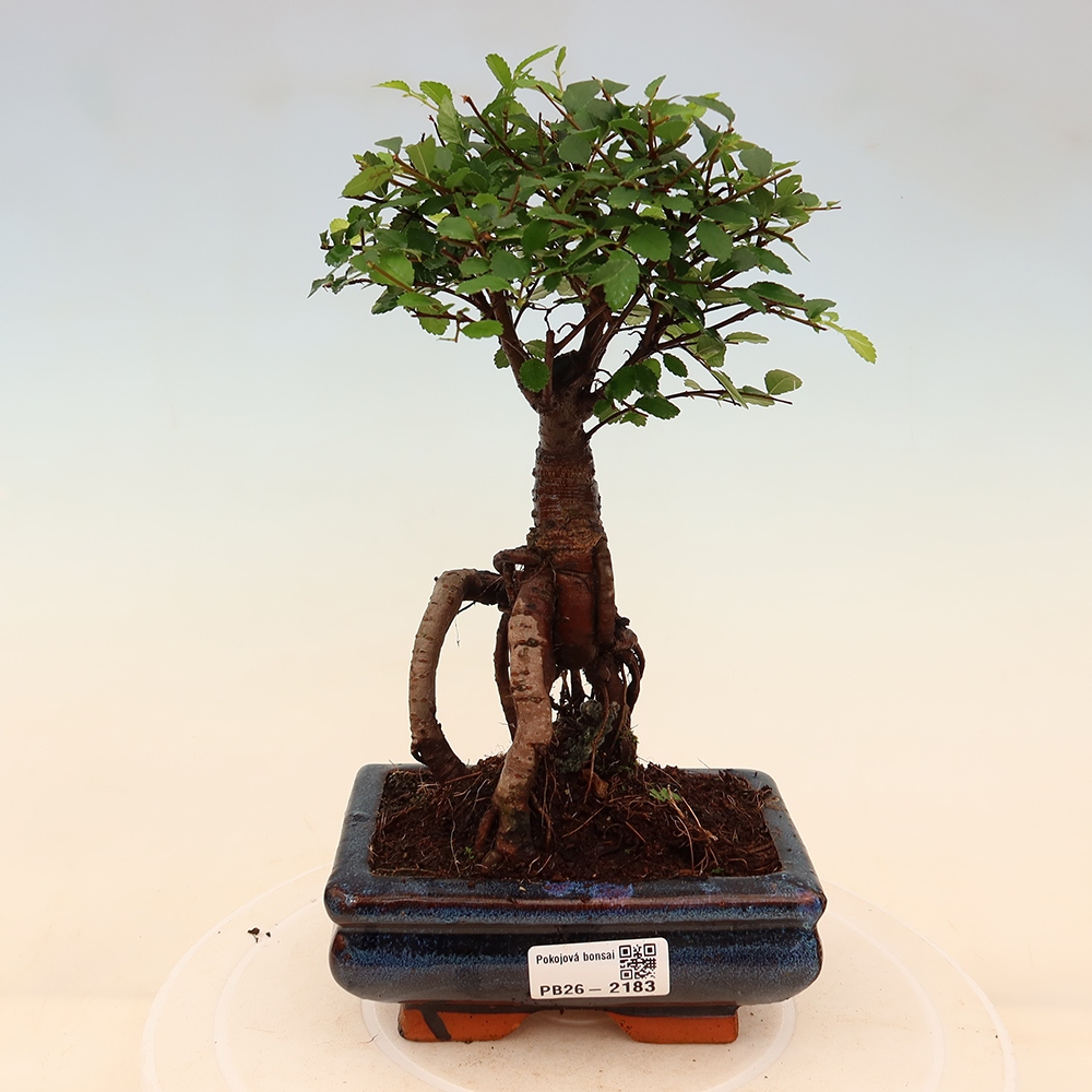 Camera bonsai - Ulmus parvifolia - Olmo a foglie piccole