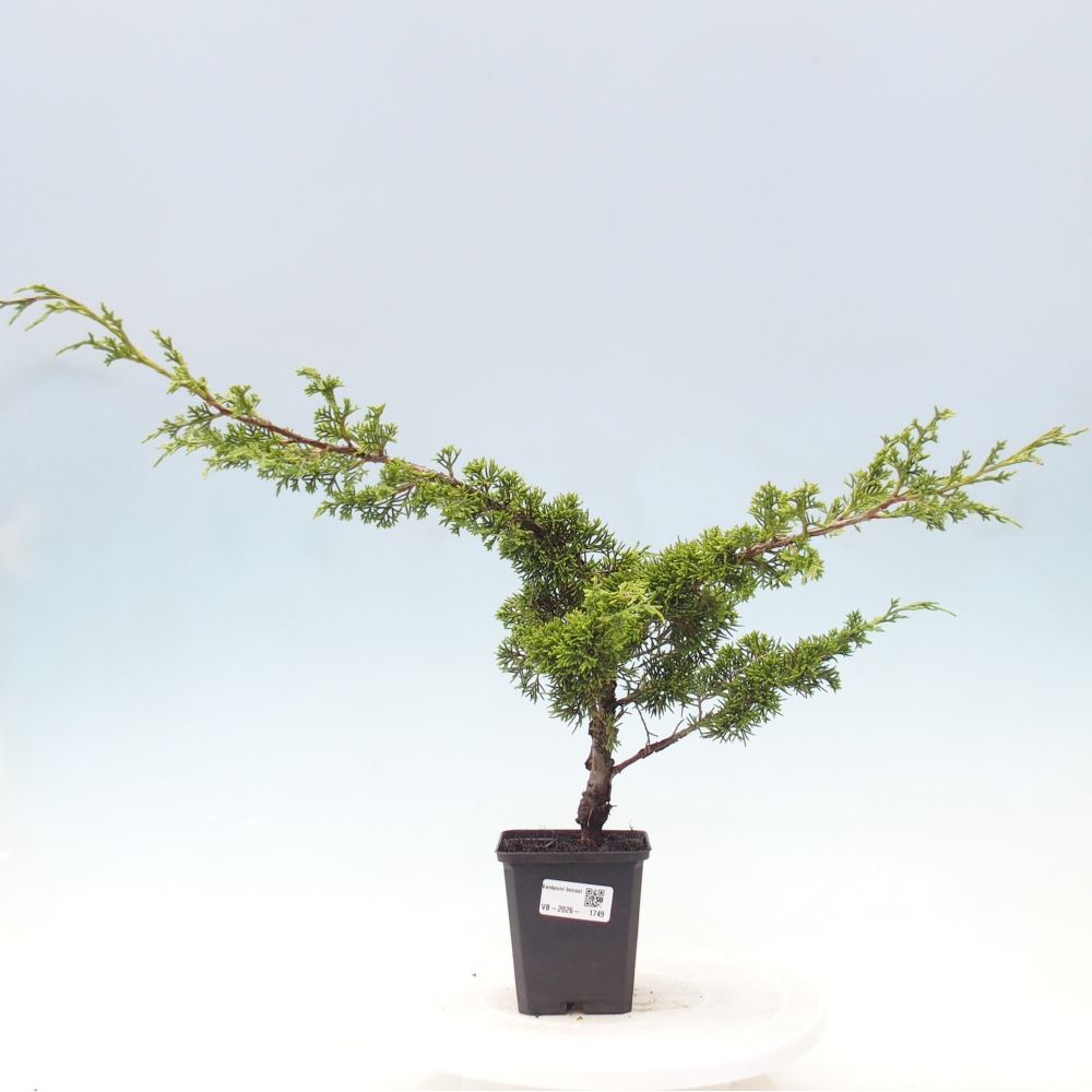 Bonsai da esterno - Juniperus chinensis Itoigawa