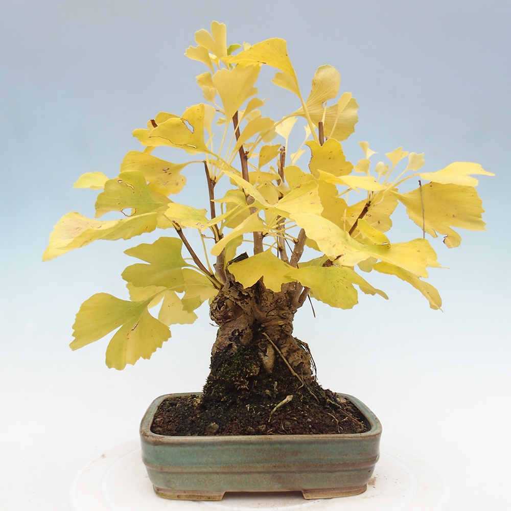 Bonsai da esterno - Ginkgo biloba - Ginkgo biloba