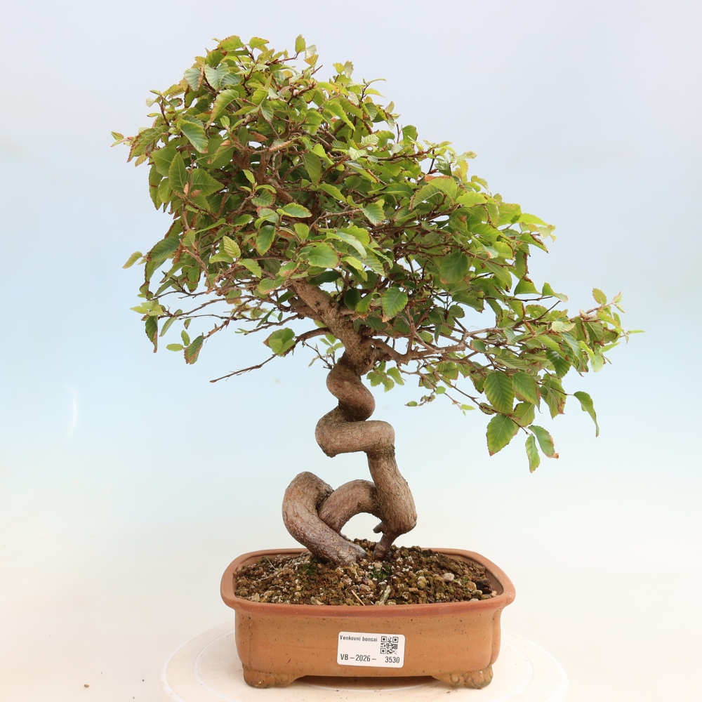 Bonsai da esterno -Carpinus CARPINOIDES - Carpino coreano