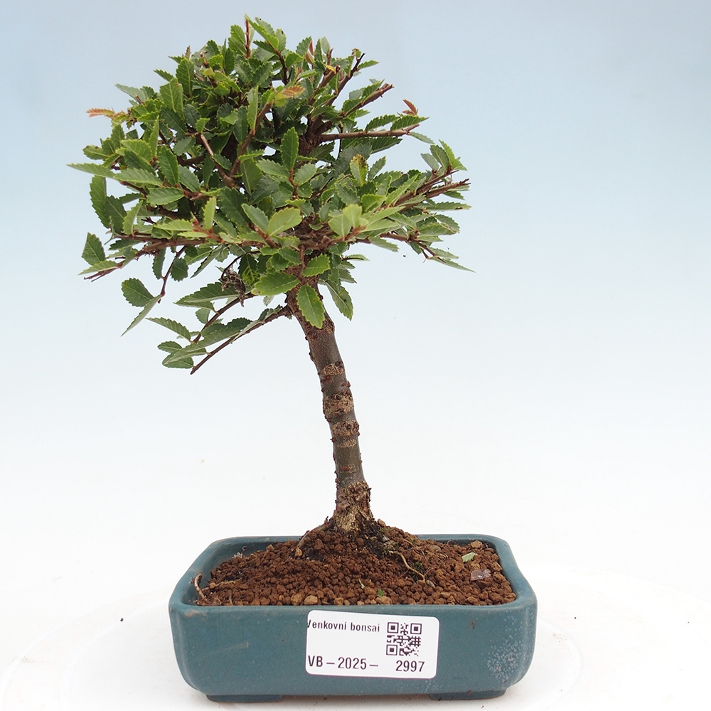 Bonsai da esterno - Ulmus parvifolia Sagei - Olmo a foglie piccole