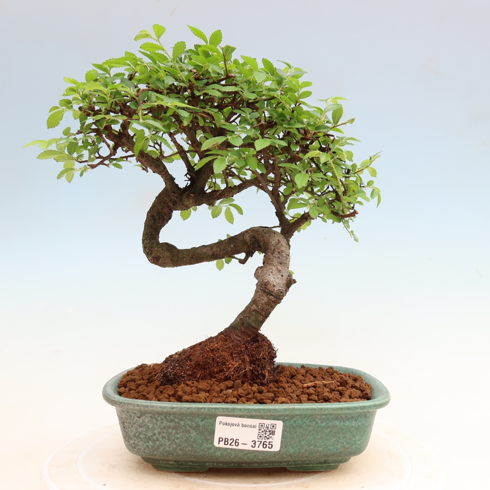 Camera bonsai - Ulmus parvifolia - Olmo a foglie piccole