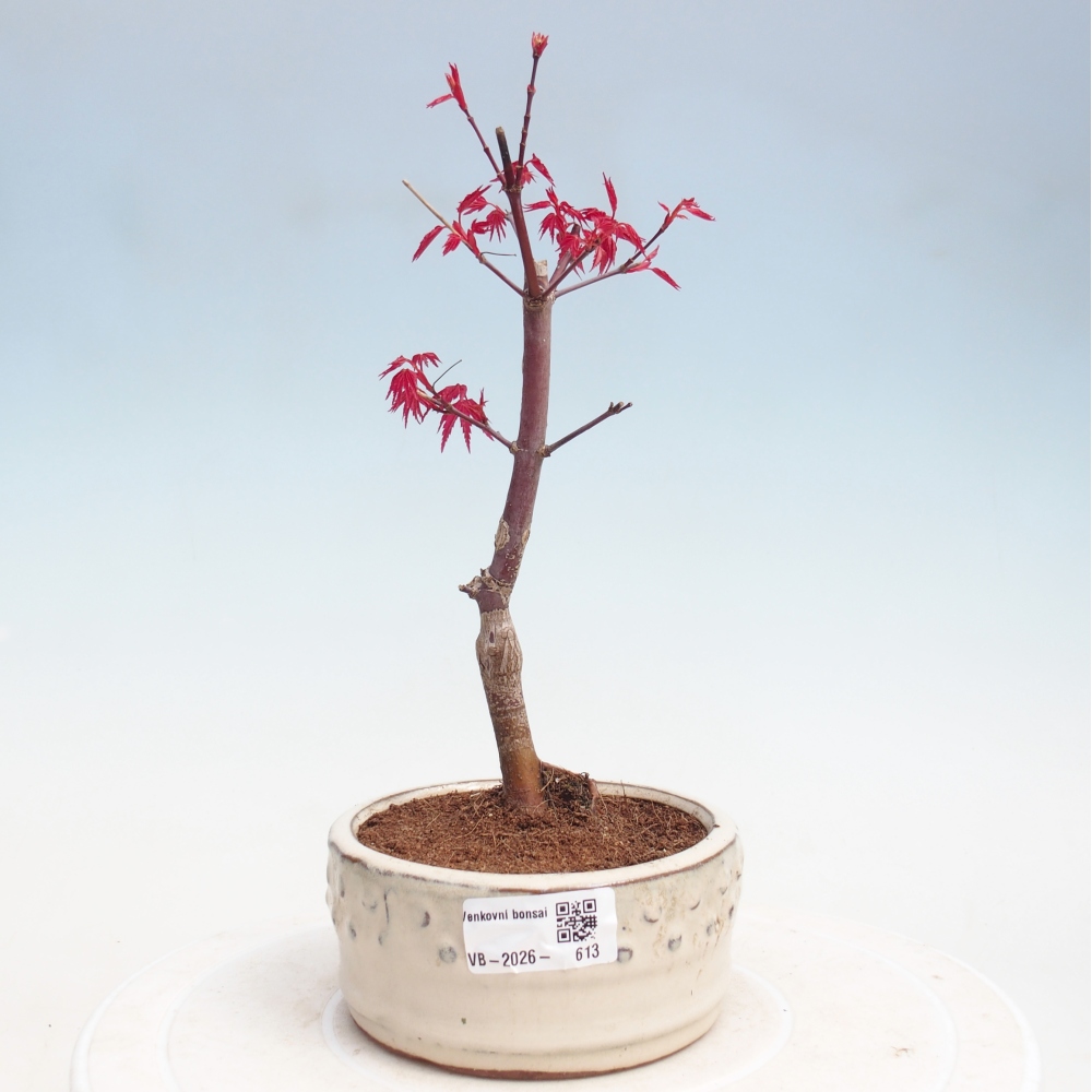 Bonsai da esterno - Acer palmatum DESHOJO