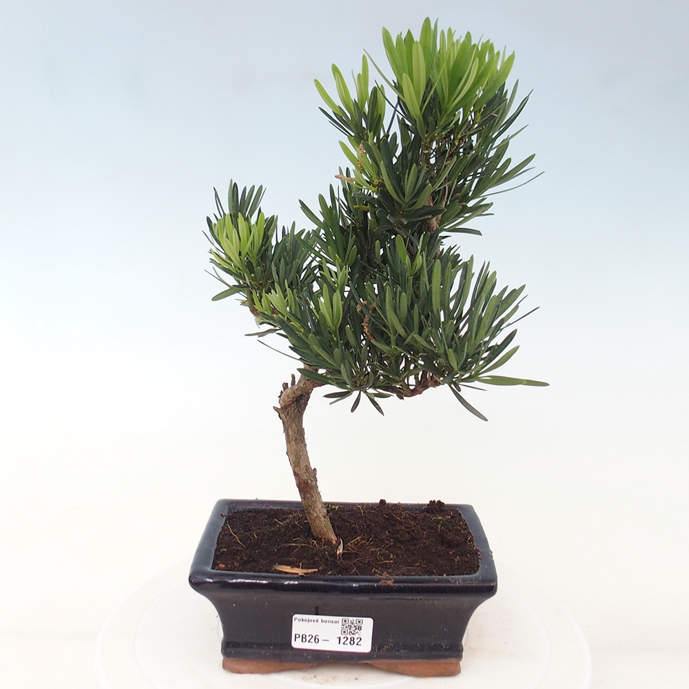 Camera bonsai - Podocarpus - Tasso delle pietre
