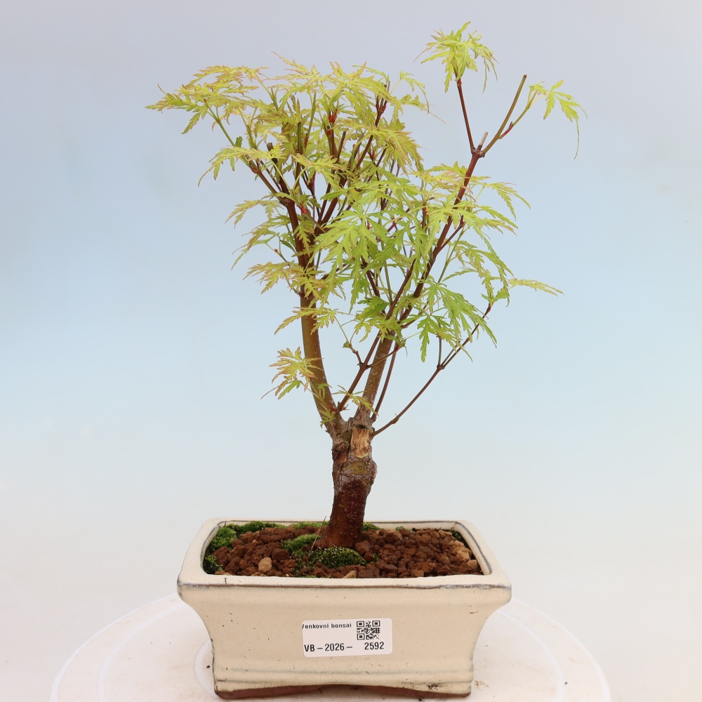 Bonsai da esterno - Acer palmatum Dissectum