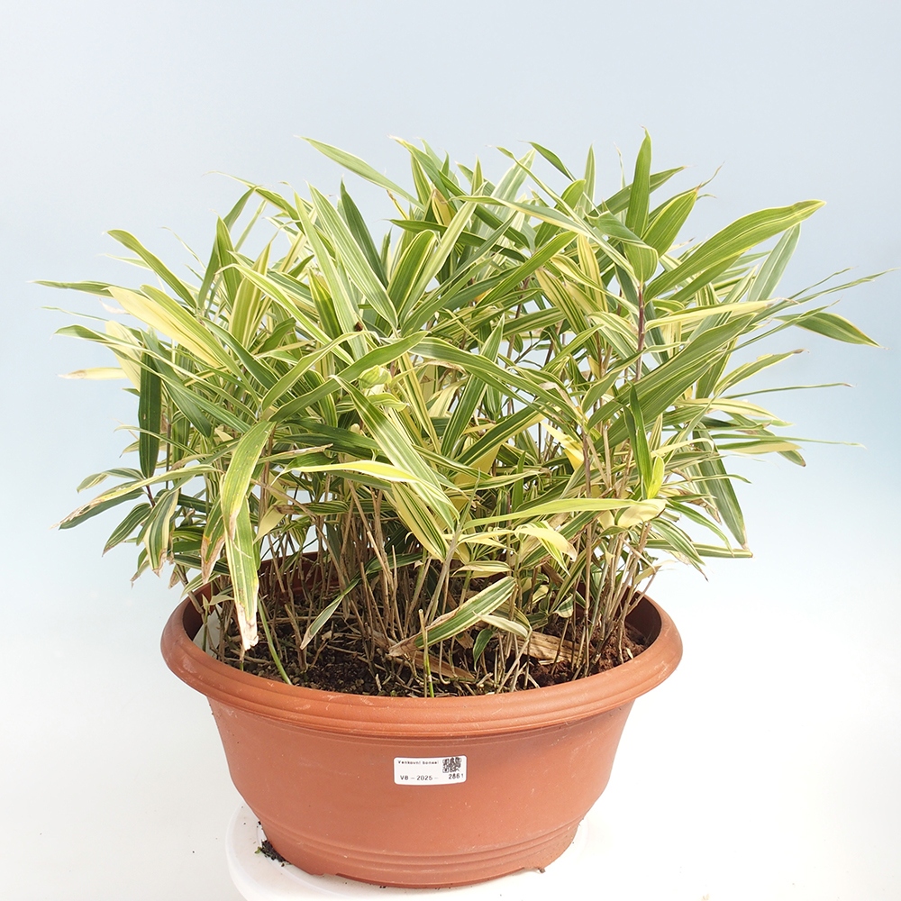 Bonsai da esterno - Sasaella masamuneana Albostriata - Bambù