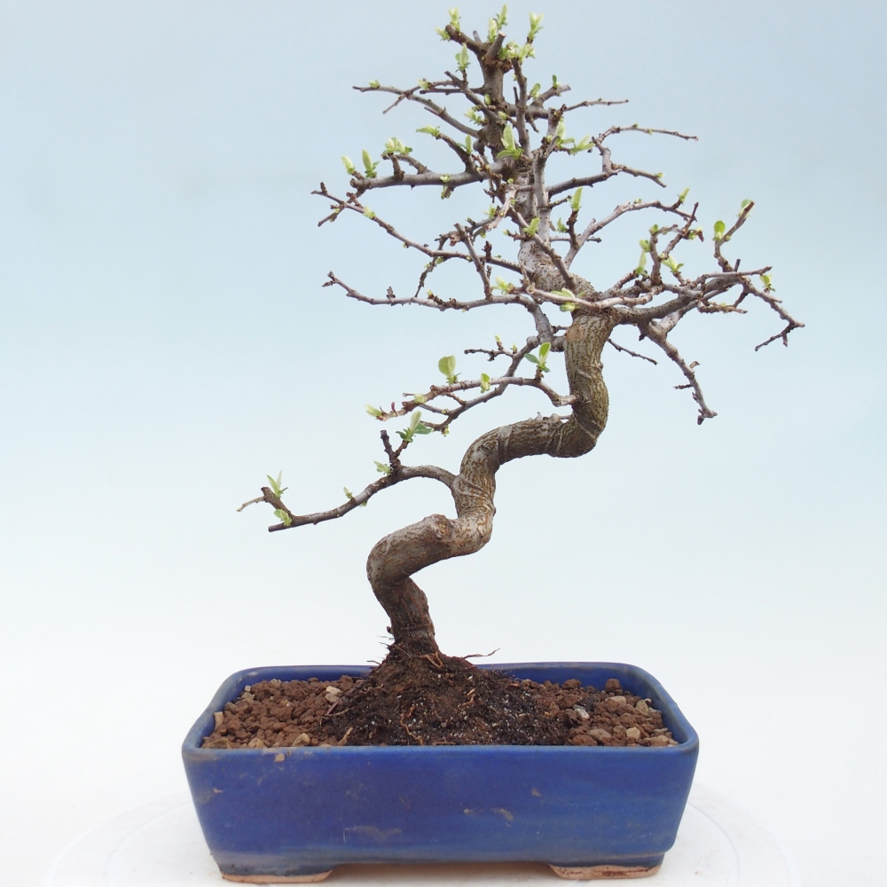 Bonsai da esterno - Chaneomeles chinensis