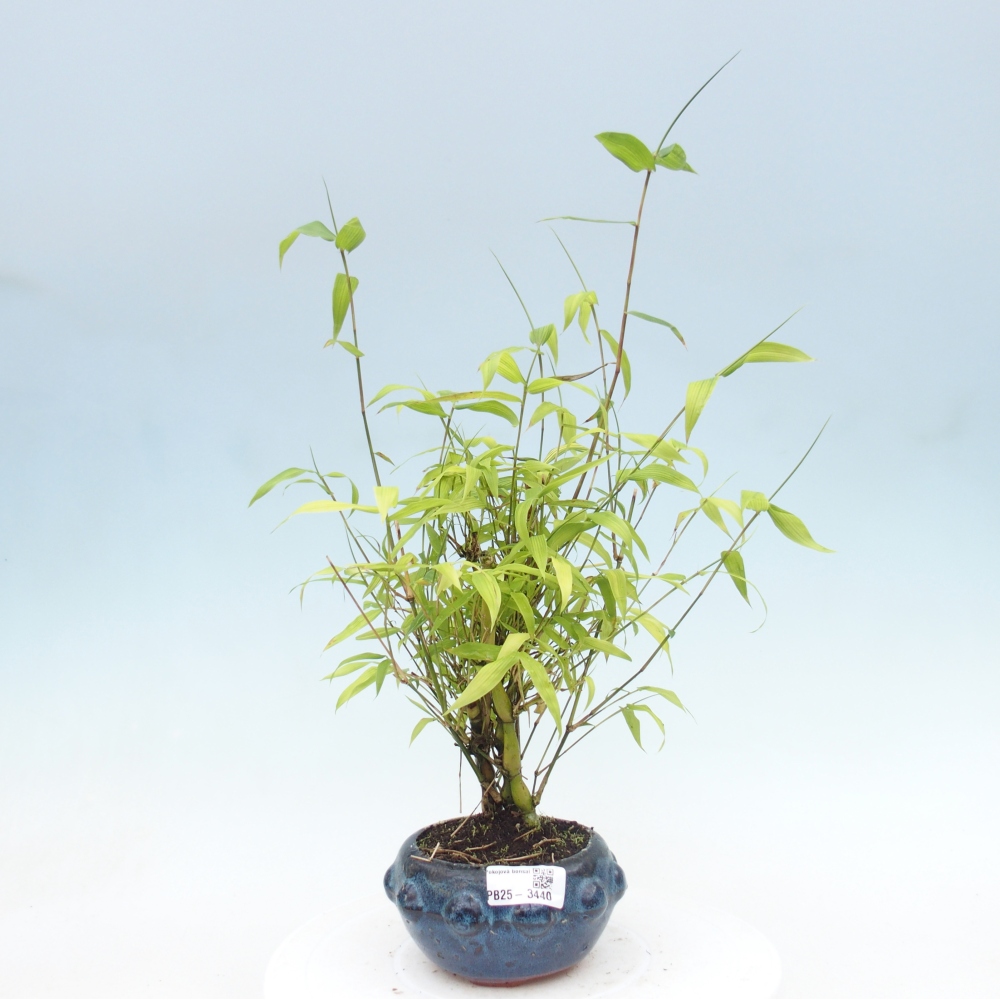 Camera bonsai - Bamboo budha-Bamboo budha belly