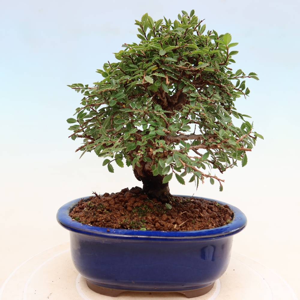 Bonsai da esterno - Zelkova - Zelkova NIRE