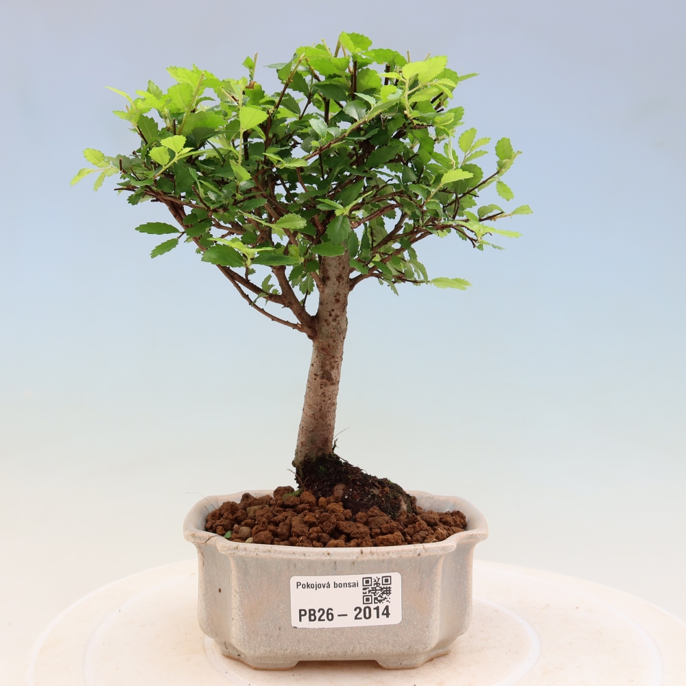 Camera bonsai - Ulmus parvifolia - Olmo a foglie piccole