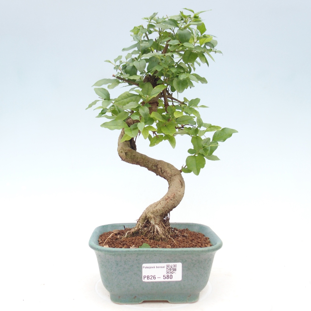 Camera bonsai -Ligustrum chinensis - Becco d'uccello