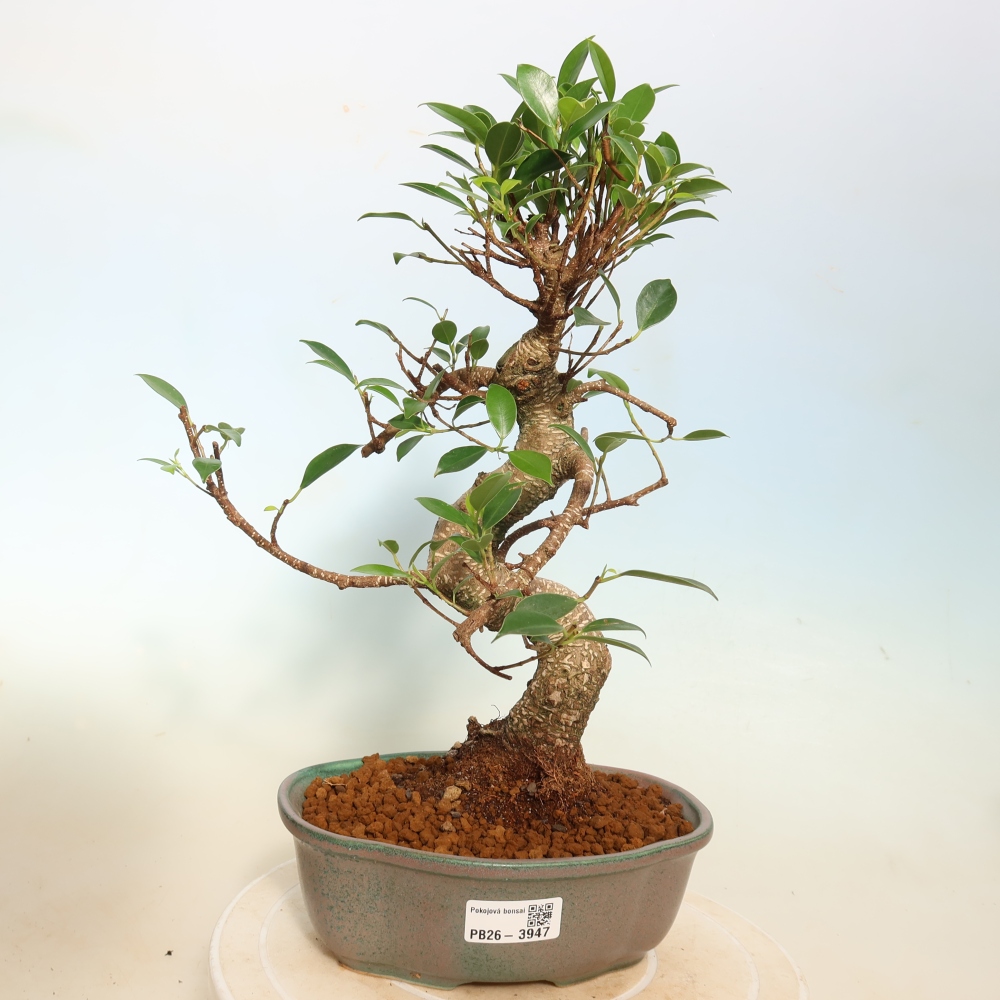 Camera bonsai - Ficus kimmen - ficus a foglie piccole