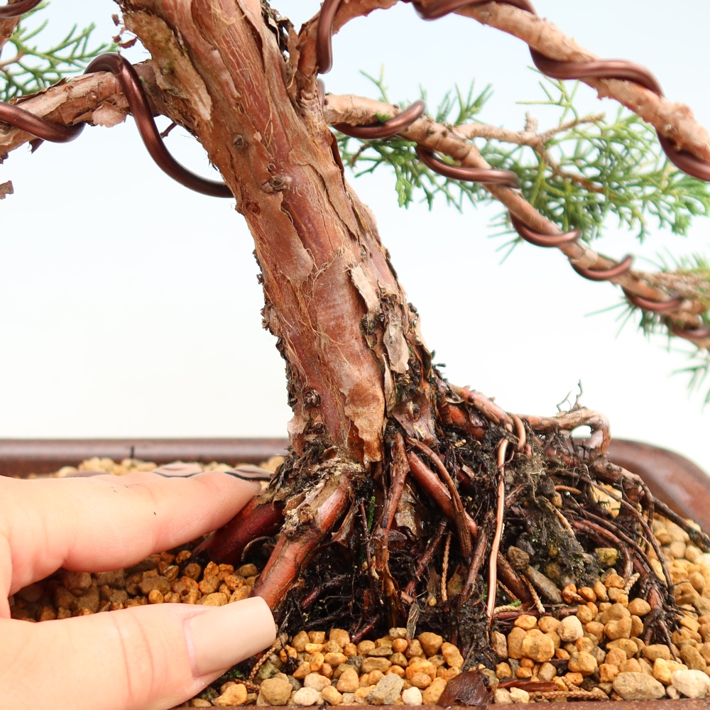 Bonsai da esterno - Juniperus chinensis Kishu