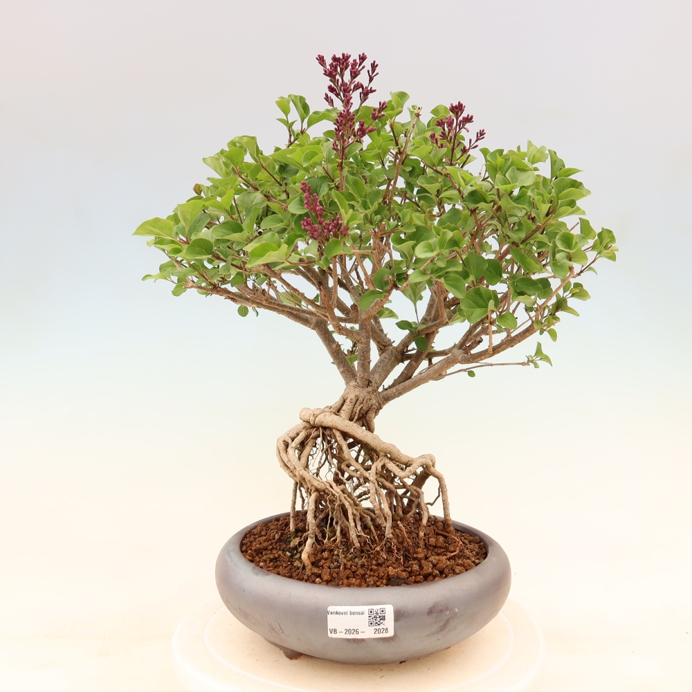 Bonsai da esterno - Syringa microphylla - lillà a fiore piccolo