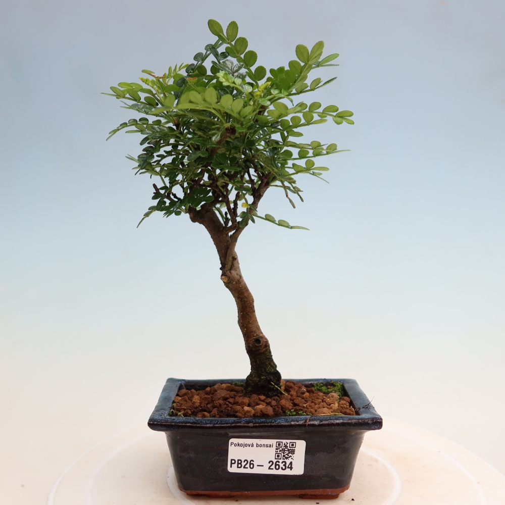 Camera bonsai - Zantoxylum piperitum - albero del pepe