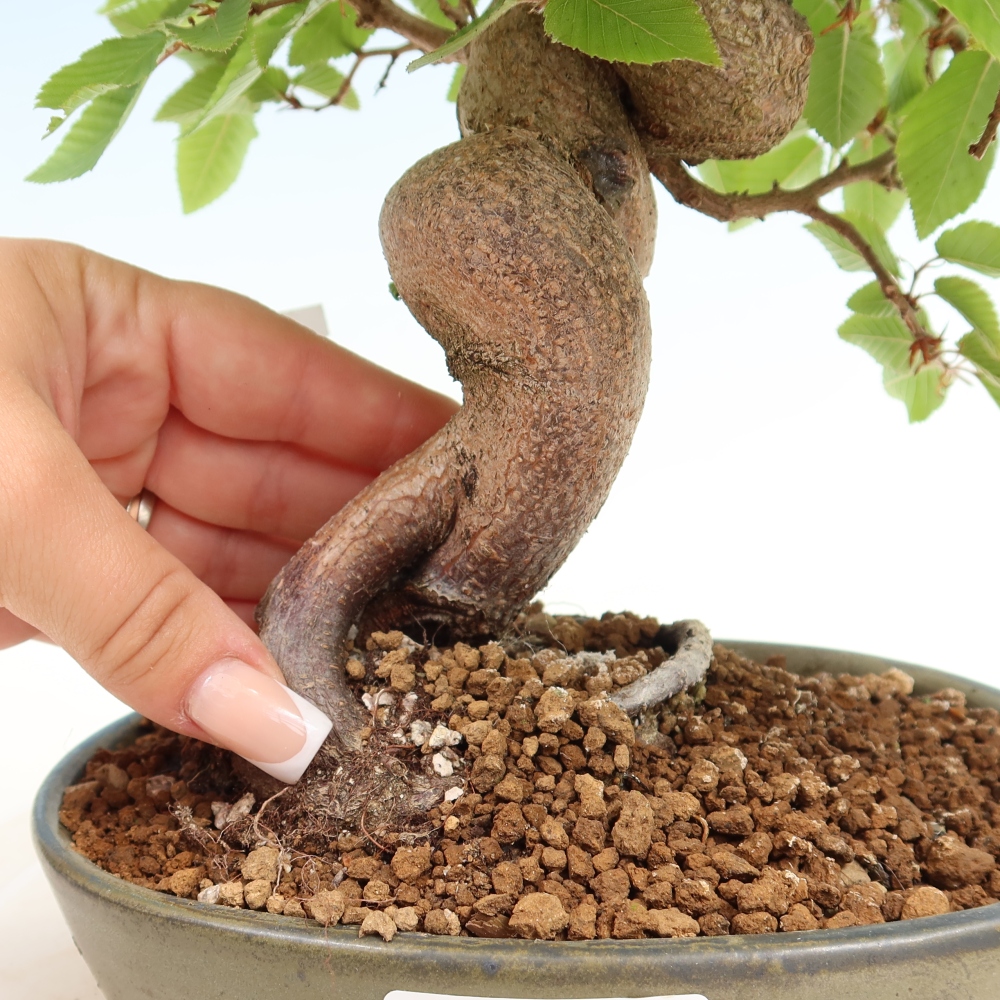 Bonsai da esterno -Carpinus Coreana - Carpino coreano