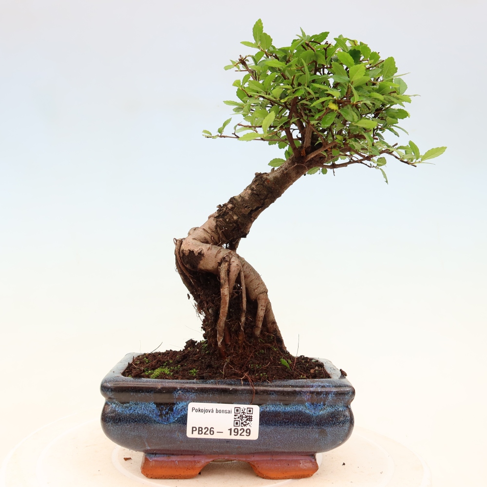 Camera bonsai - Ulmus parvifolia - Olmo a foglie piccole