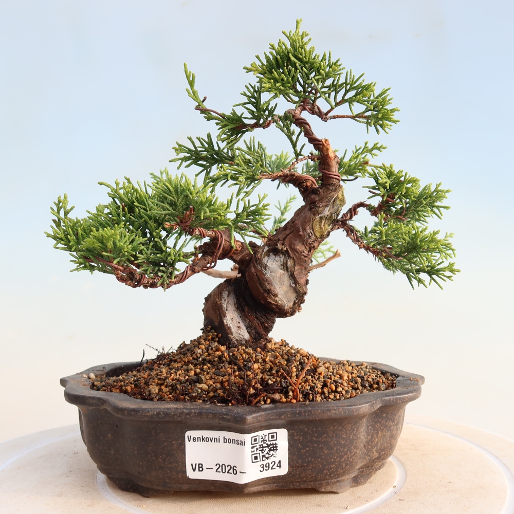Bonsai da esterno - Juniperus chinensis Itoigawa