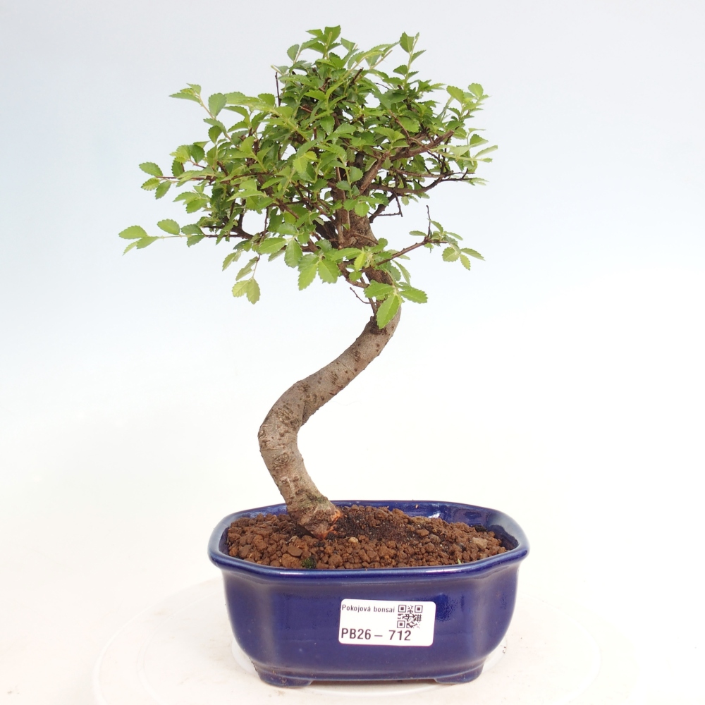 Camera bonsai - Ulmus parvifolia - Olmo a foglie piccole