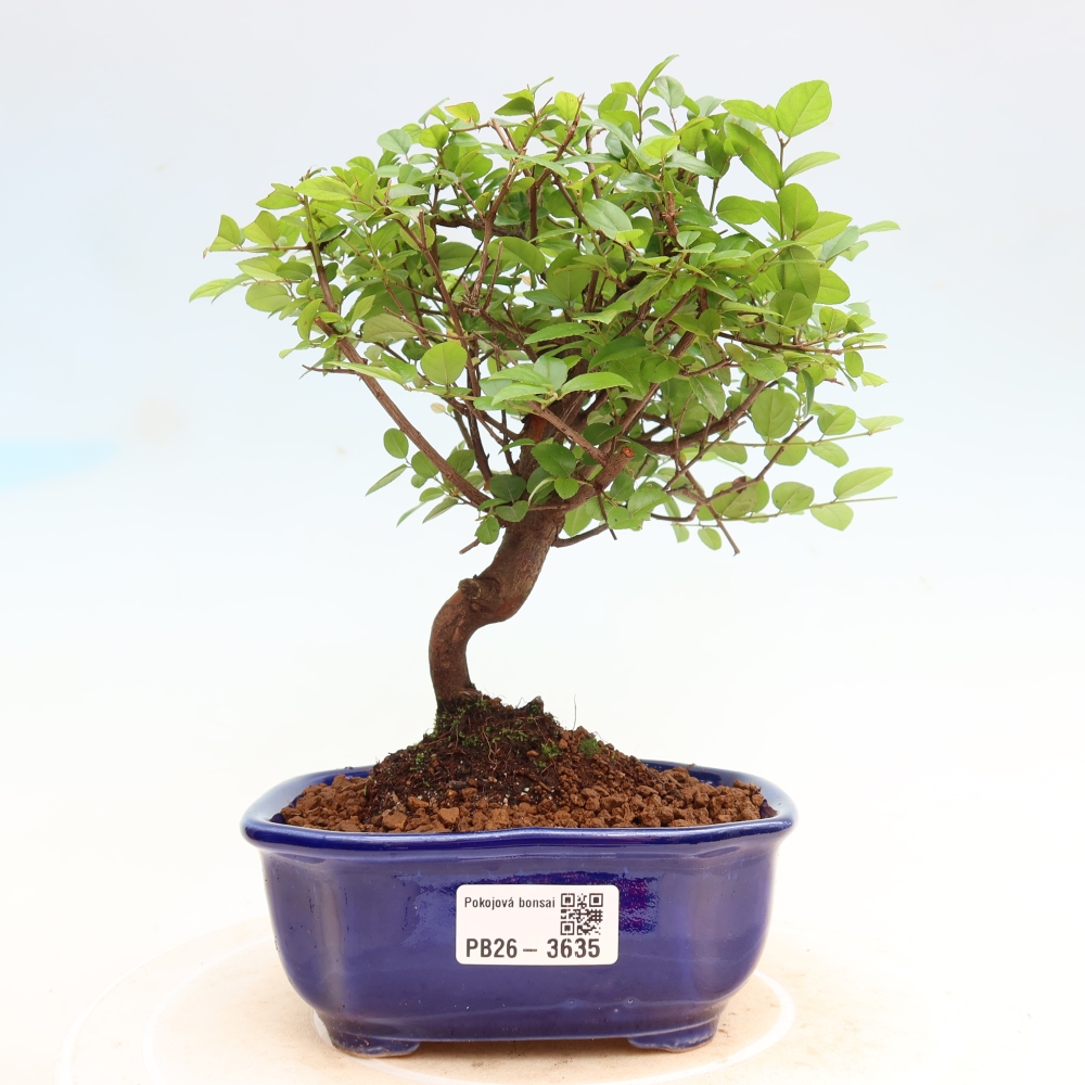Camera bonsai - Sageretia thea - Sageretia thea
