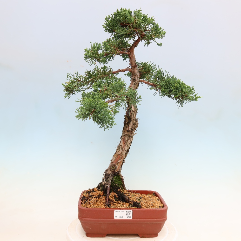 Bonsai da esterno - Juniperus chinensis Kishu