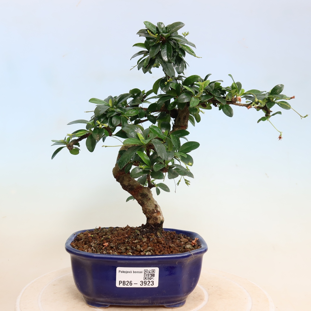 Camera bonsai - Carmona macrophylla - Tea fuki
