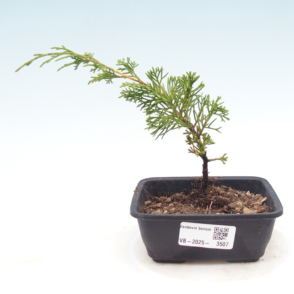 Bonsai da esterno - Juniperus chinensis Itoigawa