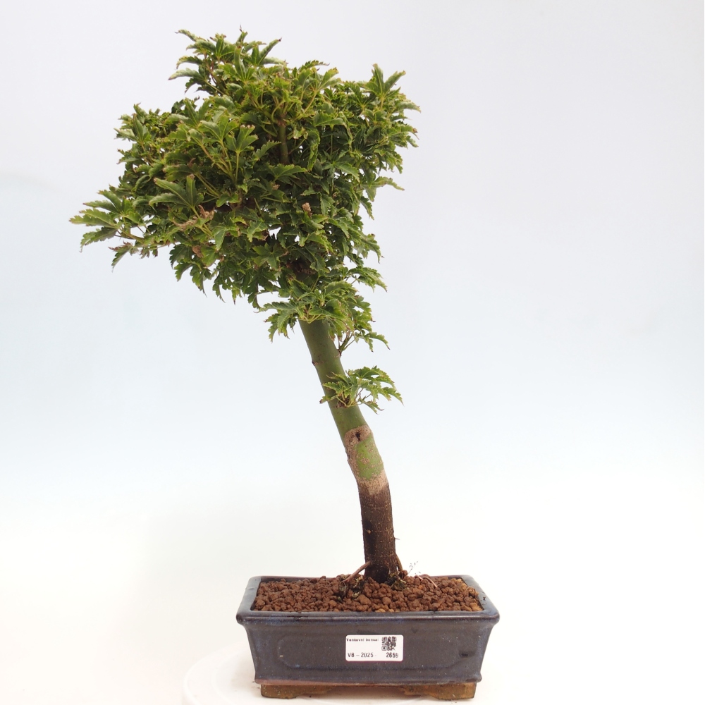 Bonsai da esterno -Palma di Giava Acer palmatum Shishigashira