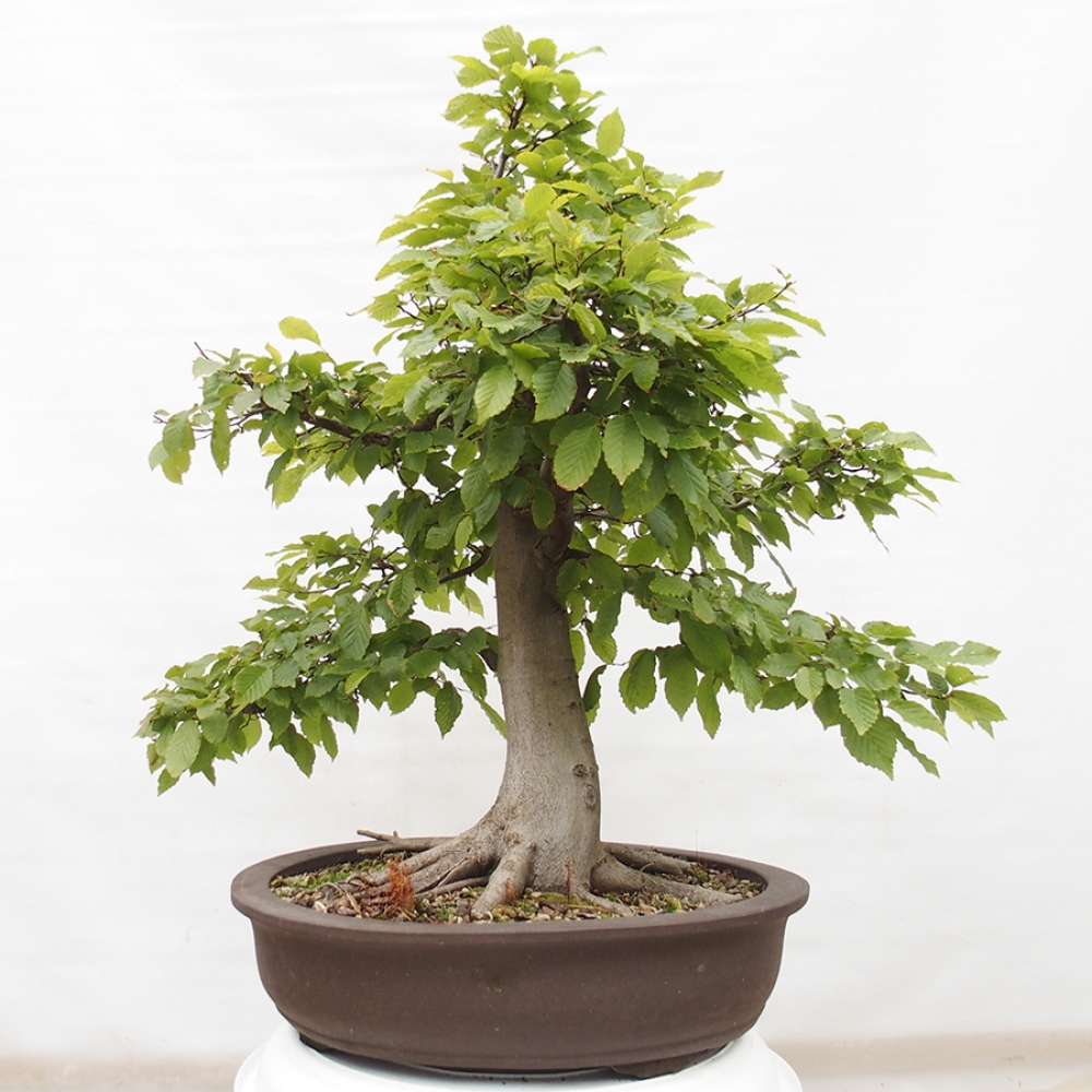 Bonsai da esterno - Carpino - Carpinus betulus