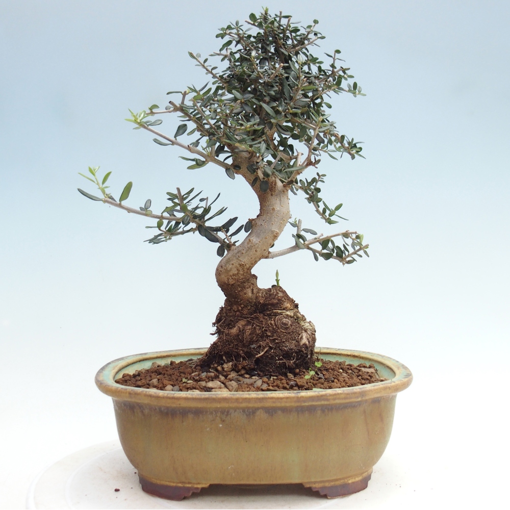 Bonsai da interno - Olea europaea sylvestris