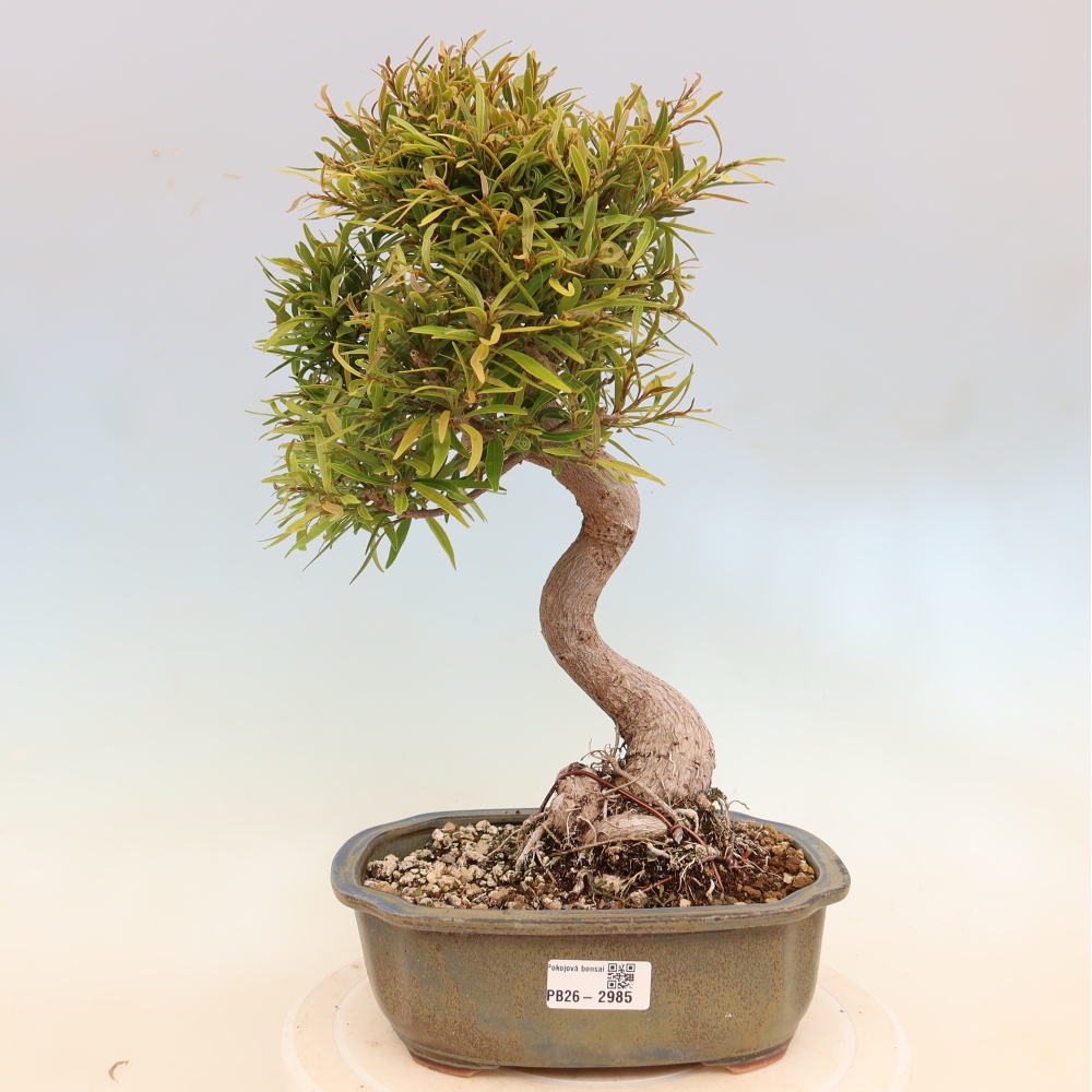 Camera bonsai - Ficus nerifolia - ficus a foglie piccole