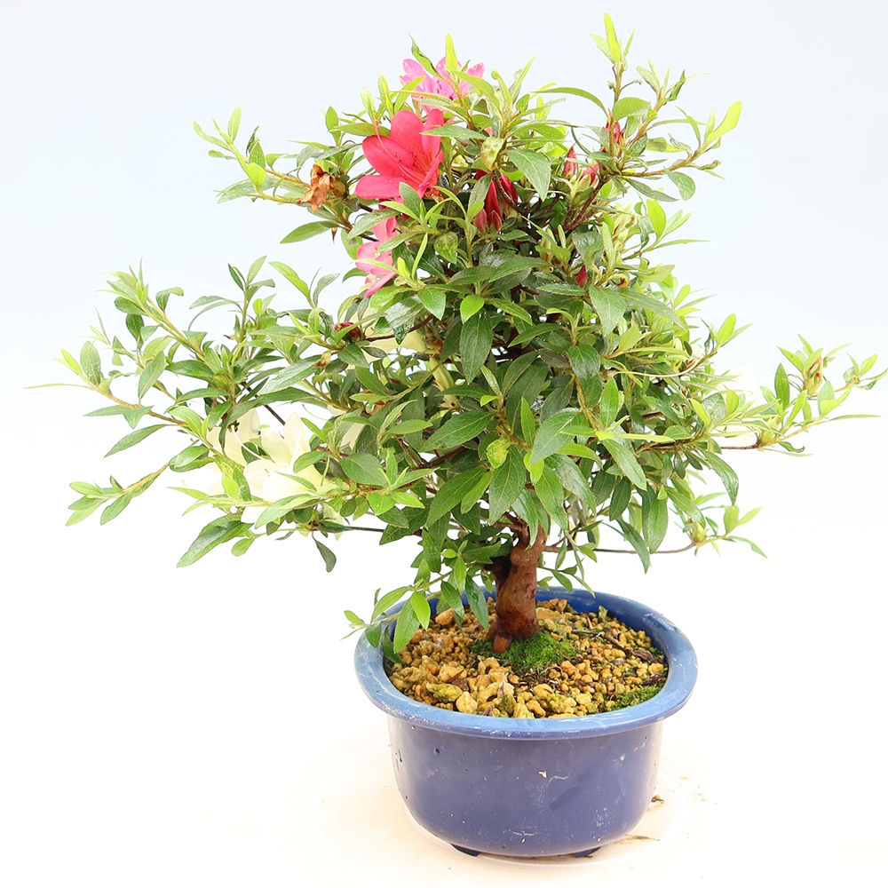 Bonsai da esterno - Azalea giapponese - Azalea Suigootome