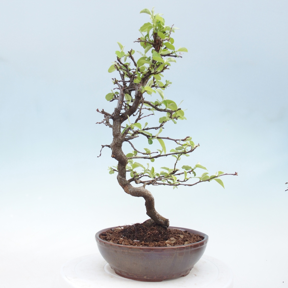 Bonsai da esterno - Chaneomeles chinensis