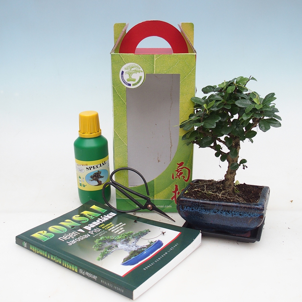Bonsai da camera in confezione regalo Carmona microphylla - Tea fuki