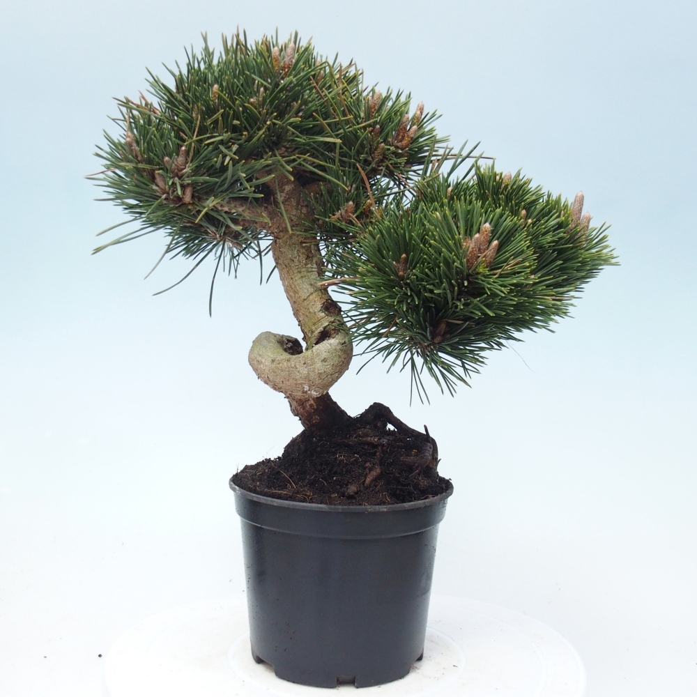 Bonsai da esterno - Pinus thunbergii senjyumaru - Pino di Thunberg