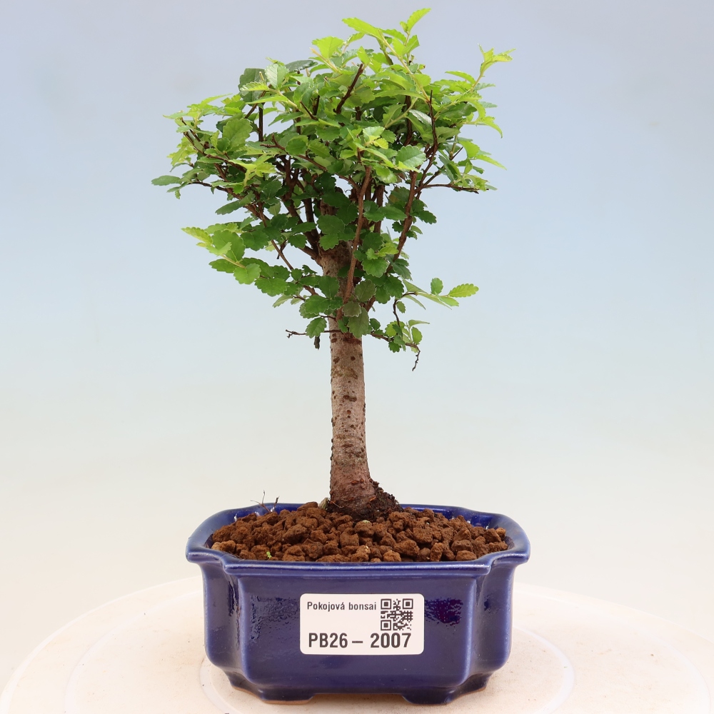 Camera bonsai - Ulmus parvifolia - Olmo a foglie piccole