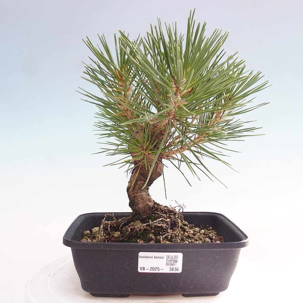 Bonsai da esterno - Pinus thunbergii - Pino di Thunberg