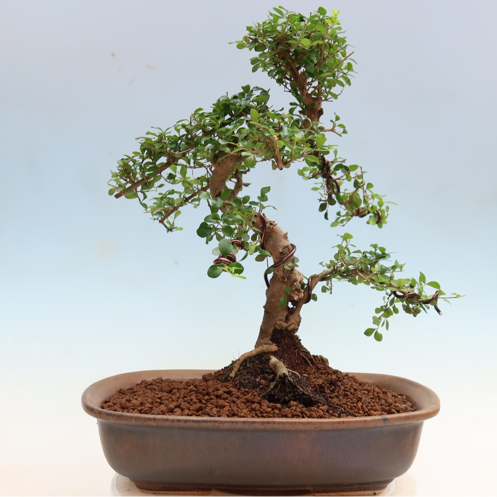 Camera bonsai -Ligustrum retusa - becco d'uccello a foglie piccole
